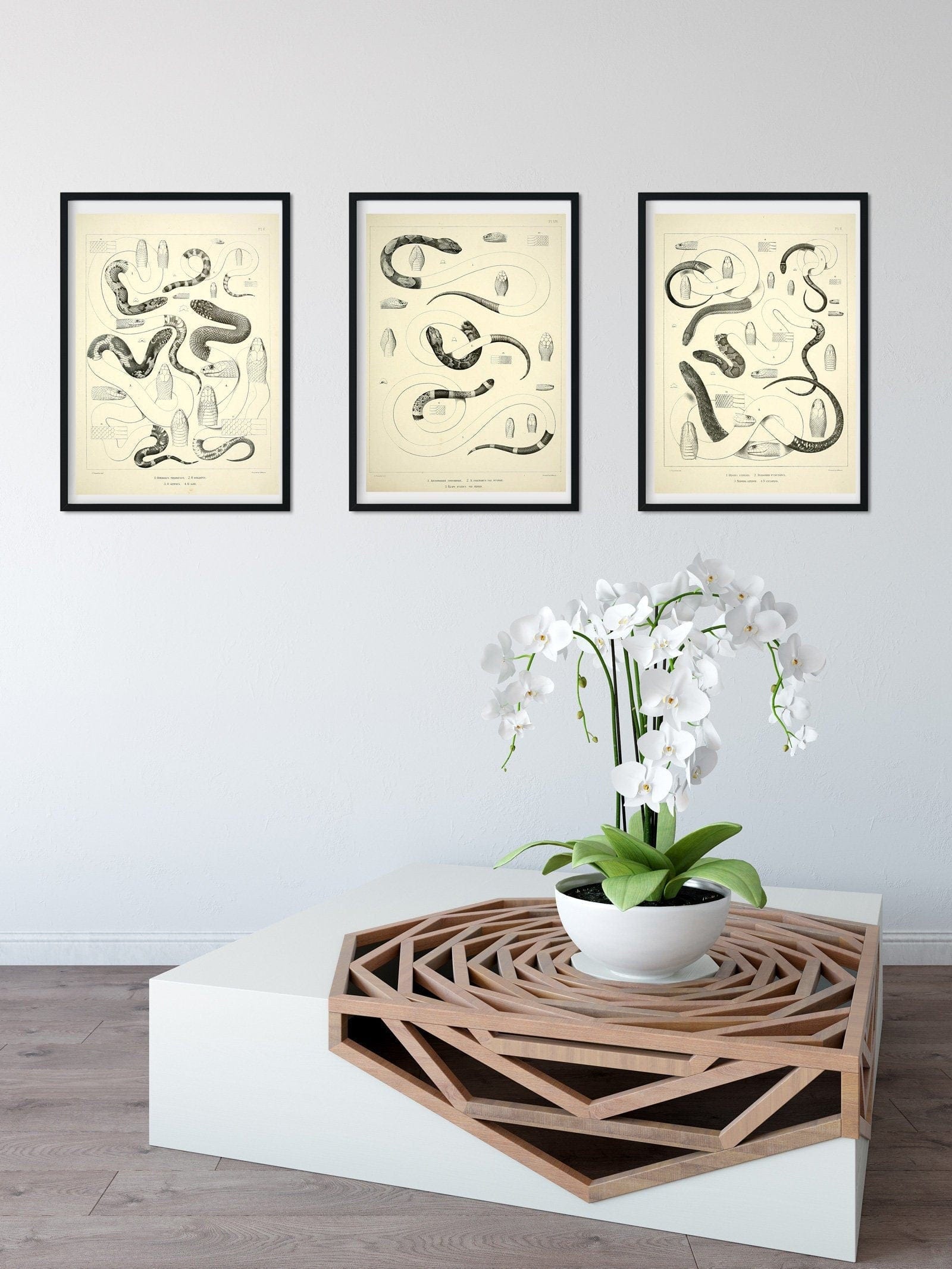 Set of 3 Framed Vintage Snake Prints, Natural history scientific art print, snake print set, reptile print, snake print frame set Vintage Animal Prints