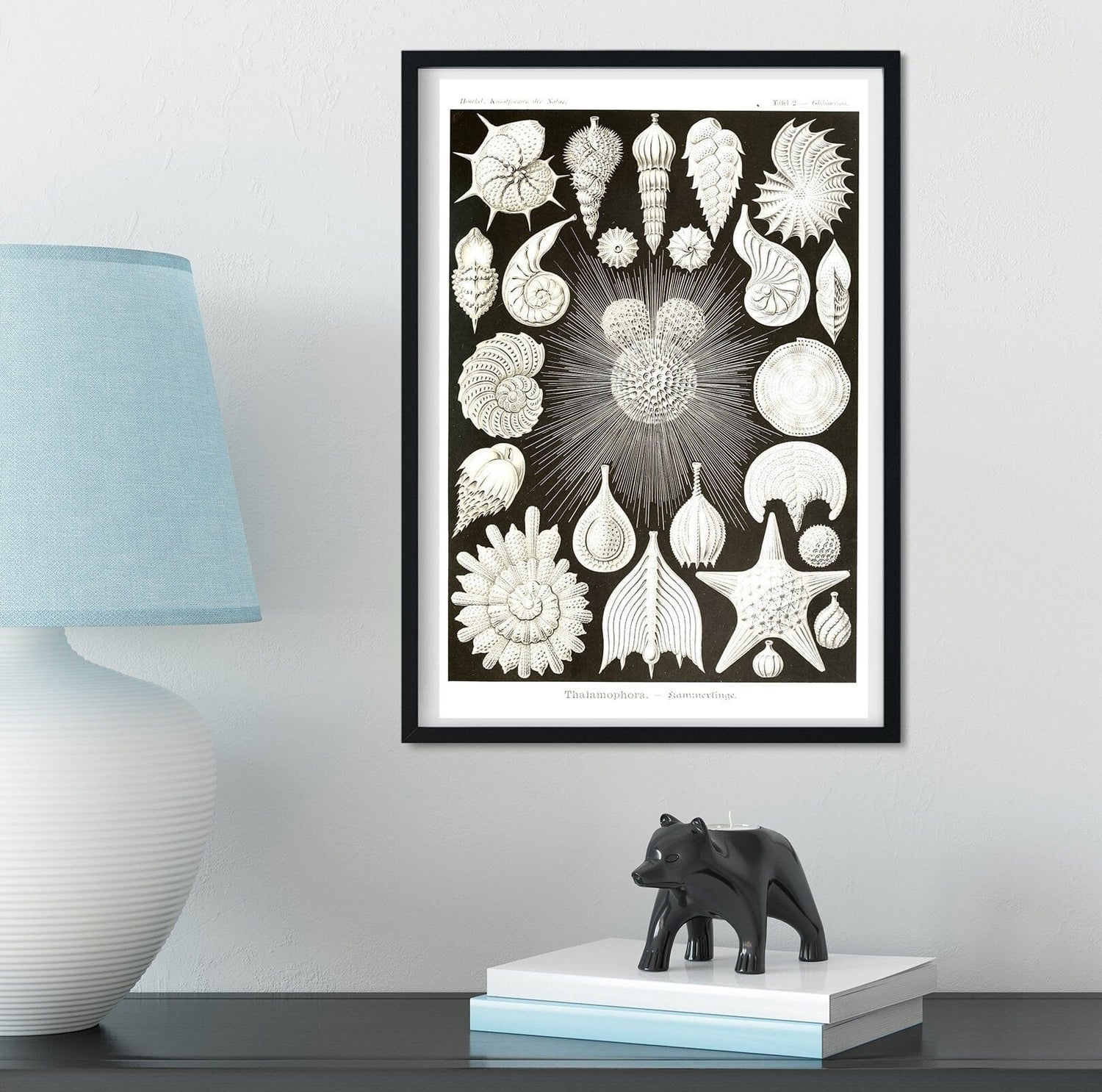 Framed Vintage scientific shell art Print , Natural history shell print, scientific print, shell print, science print mollusc A5 A4, A3, A2