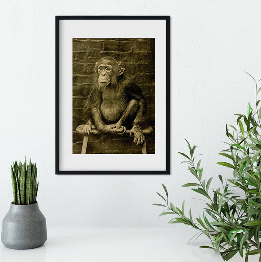 Framed Vintage Photography Chimp Print, Chimpanzee print , chimpanzee art print, antique print, vintage photo chimpanzee photo A5 A4, A3, A2