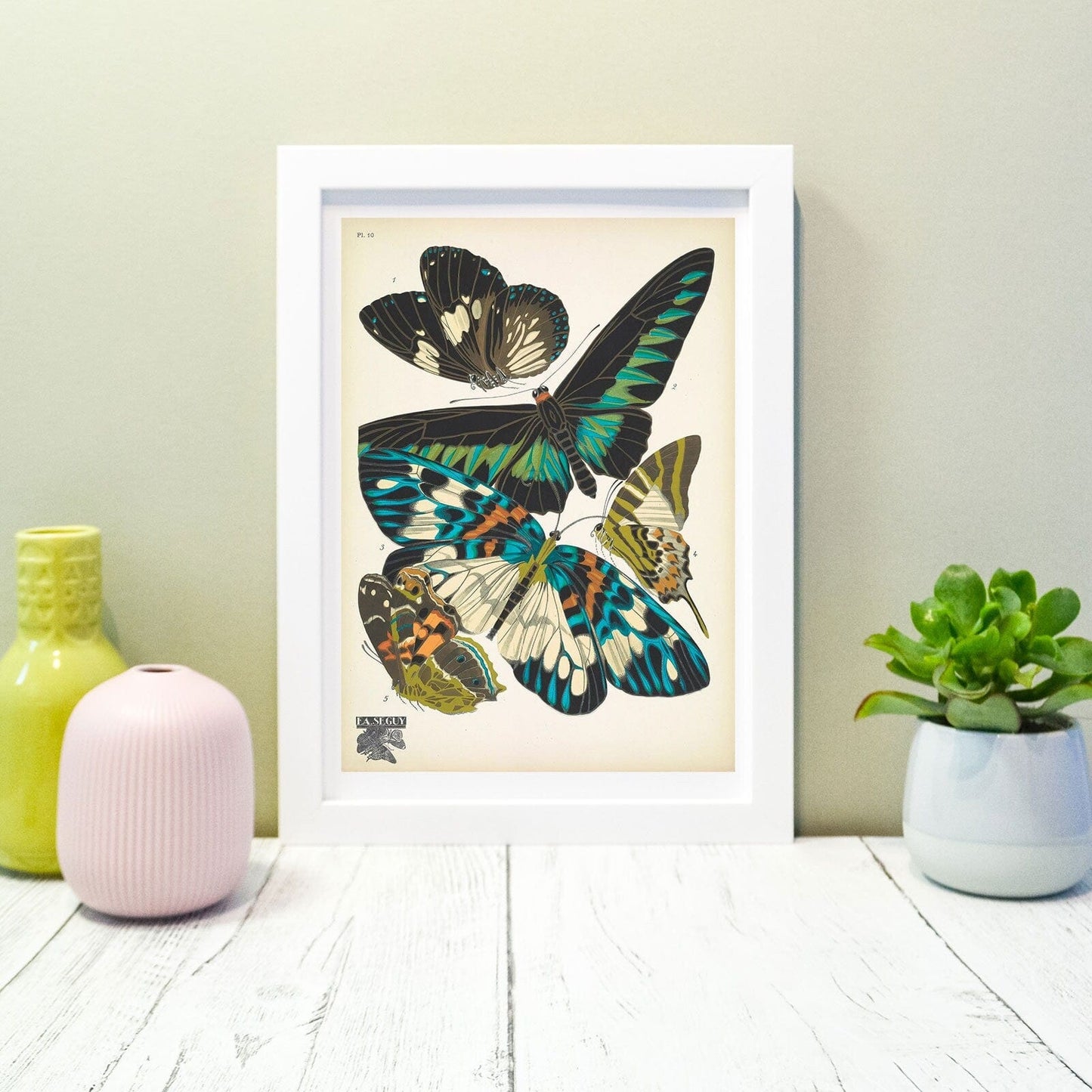 Framed Vintage Butterfly Print, Natural history butterflies Poster, butterfly Wall Art Print 5 of 16 Vintage Animal Prints