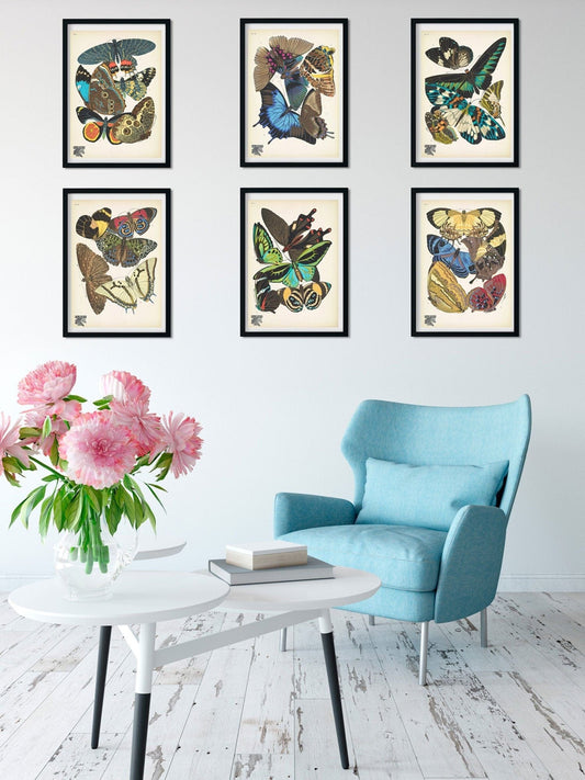 Set of 6 Framed Vintage Butterfly Print, Natural history butterflies Poster, butterfly Wall Art Print, frame print set