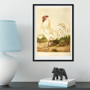 Framed Vintage Chicken Print, White Dorking vintage bird art print Vintage Animal Prints