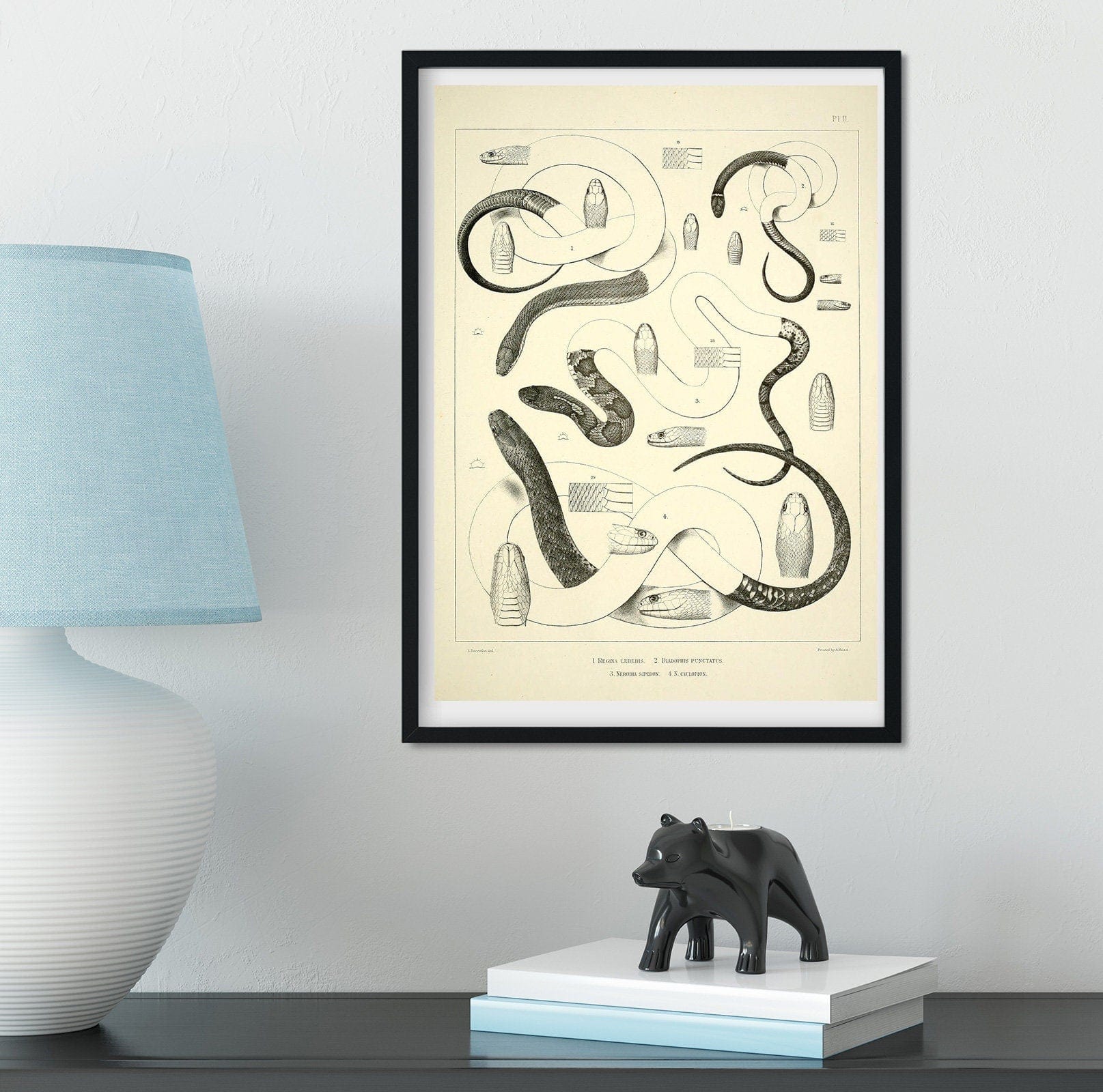 Set of 3 Framed Vintage Snake Prints, Natural history scientific art print, snake print set, reptile print, snake print frame set Vintage Animal Prints