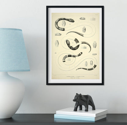 Set of 3 Framed Vintage Snake Prints, Natural history scientific art print, snake print set, reptile print, snake print frame set Vintage Animal Prints