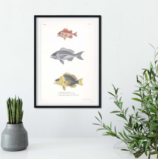 Framed Antique Fish Print, Scientific biology fish illustration Poster Wall Art, vintage tropical fish Print Vintage Animal Prints