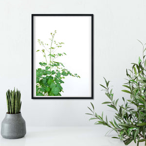 Meadow rue green leaf print- Framed Natural Minimalist Summer fern print, flower photography print, botanical print, plant print