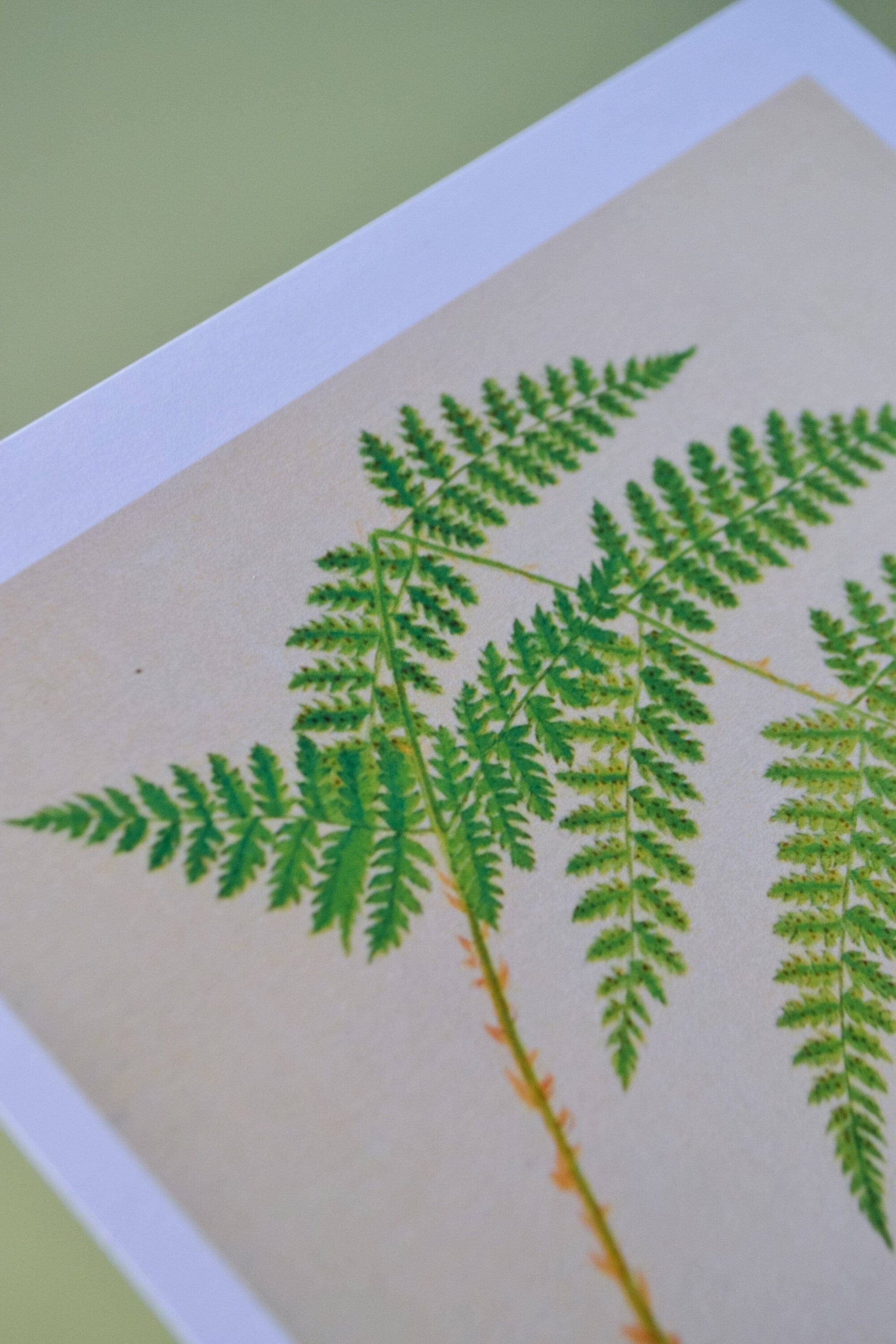 Botanical Fern print, antique botanical leaf prints woodland print 1
