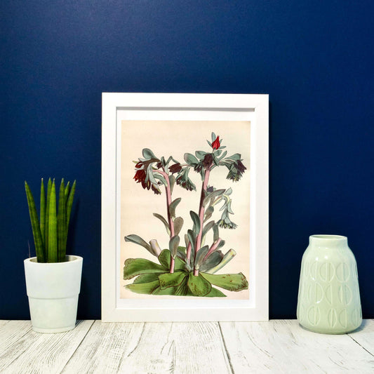 Antique Succulent Flower Print- Echiverria Botanical print