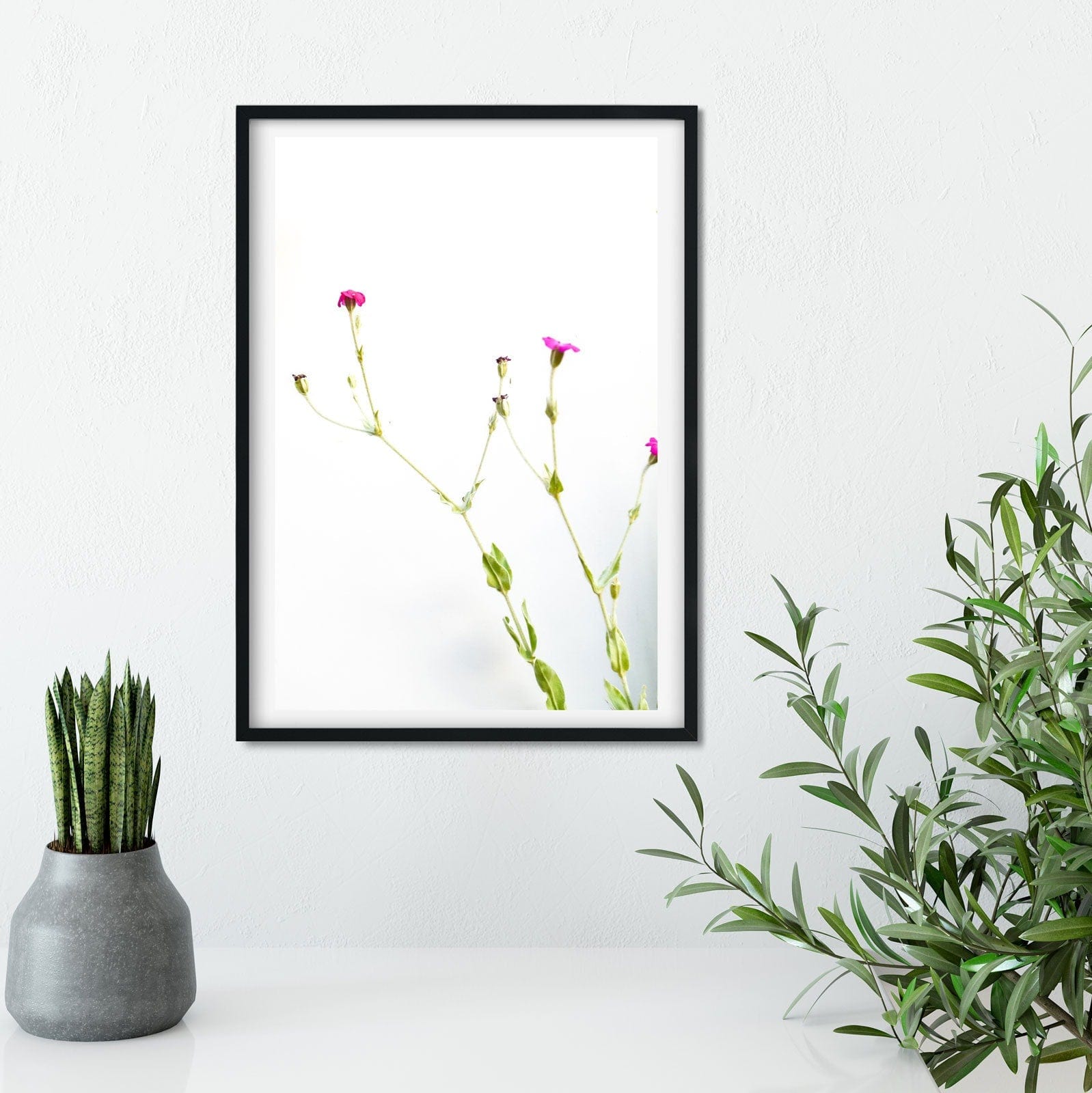 Pink flower print, English Wildflower photography - Rose Campion Lychnis White Framed Summer flower, minimalist Flower Botanical Print