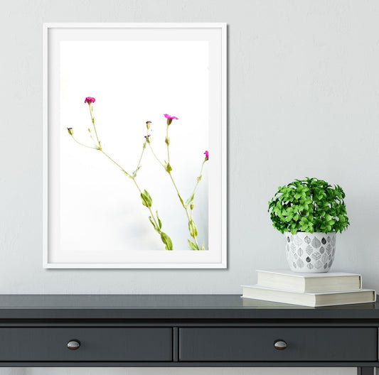 Pink flower print, English Wildflower photography - Rose Campion Lychnis White Framed Summer flower, minimalist Flower Botanical Print