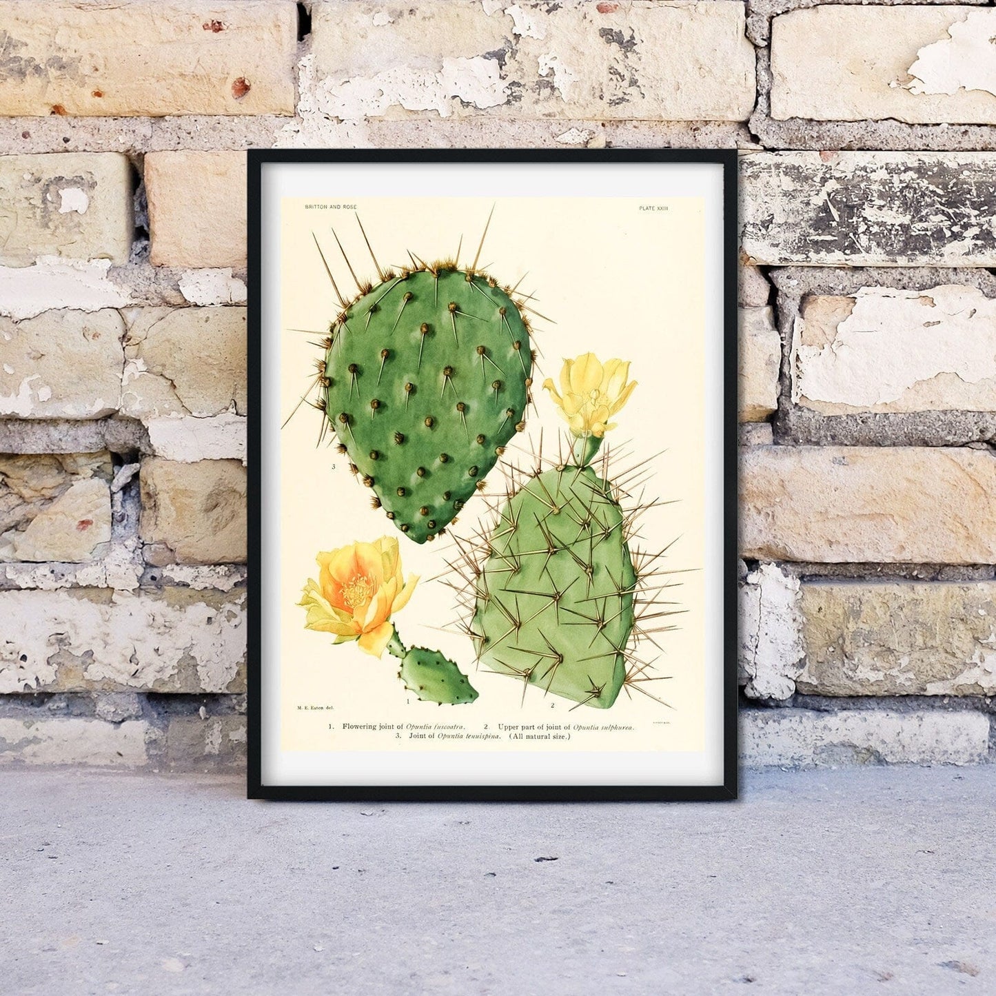 Antique Cactus Flower Print, Framed Print, Botanical cactus wall art