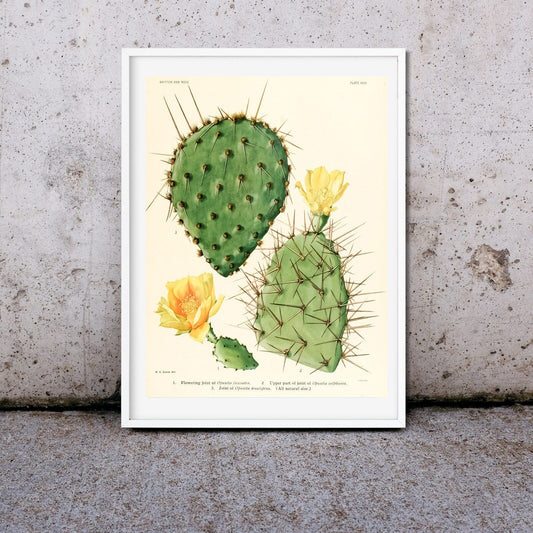 Antique Cactus Flower Print, Framed Print, Botanical cactus wall art