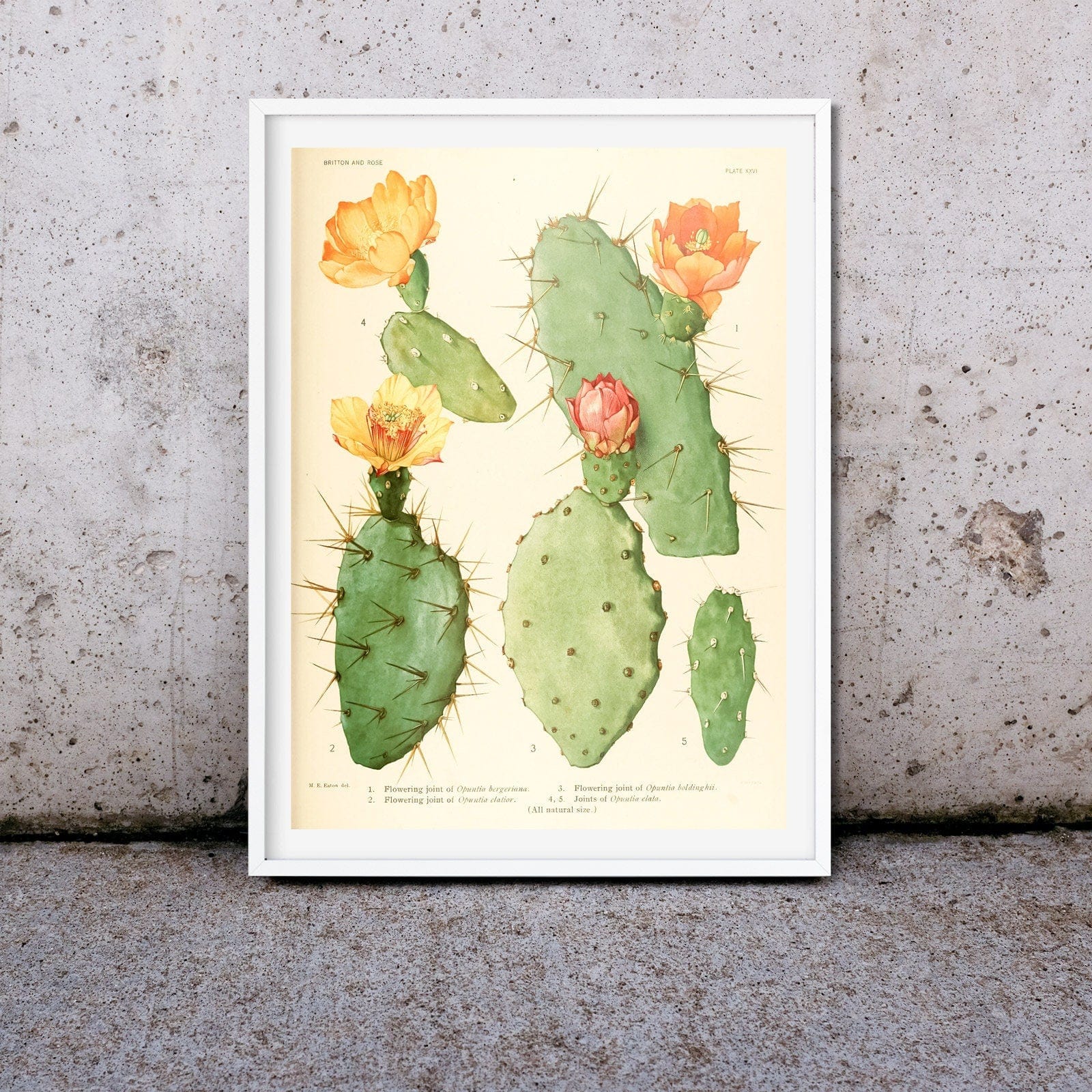 Set of 3 Cactus Print vintage gallery wall art set, Botanical cactus flower print