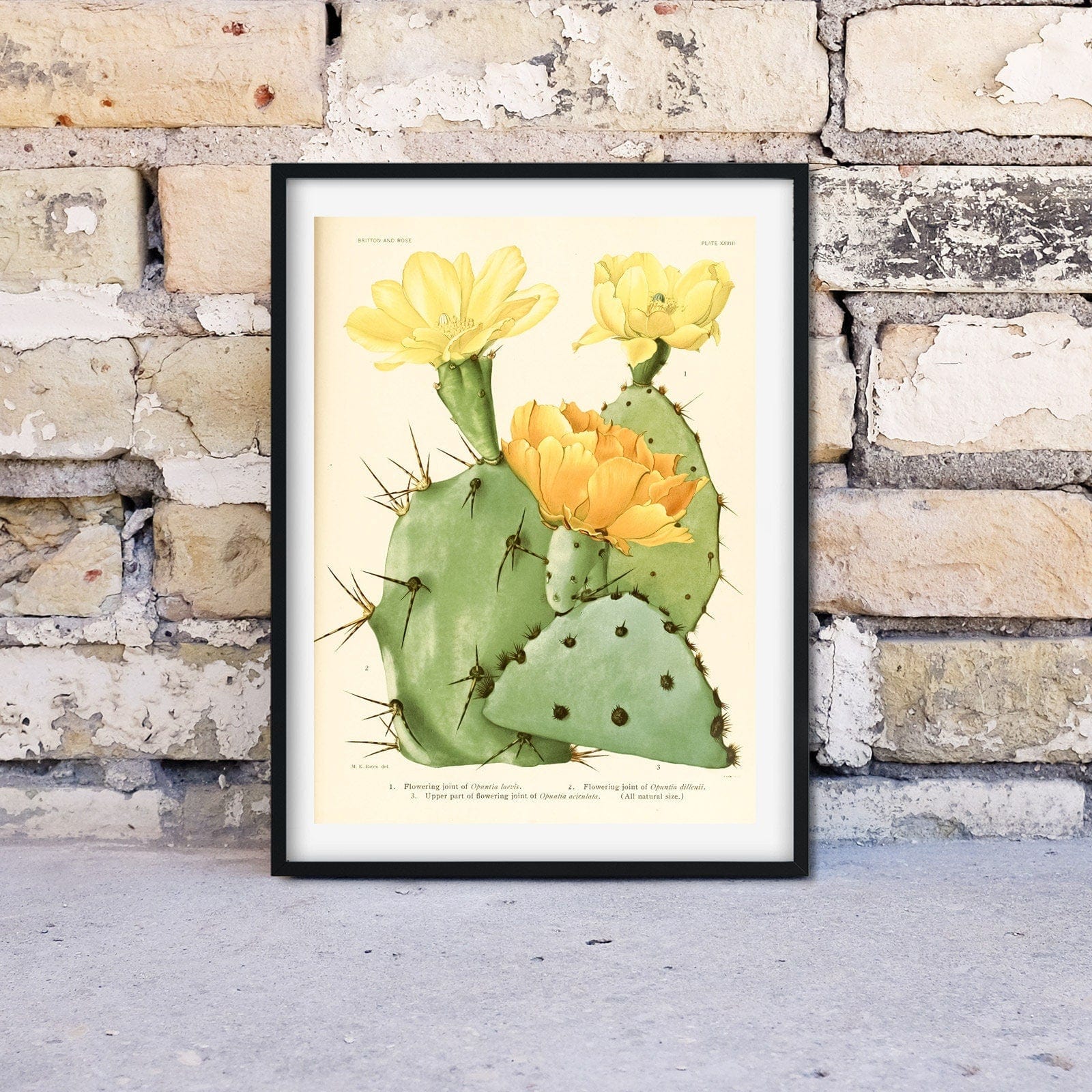 Set of 3 Cactus Print vintage gallery wall art set, Botanical cactus flower print