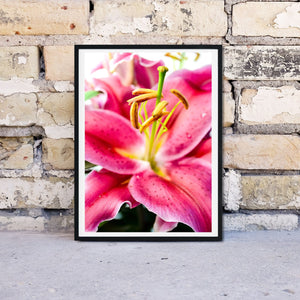 Pink lilly photo, framed photography print - Lilly macro Summer flower, minimalist Flower Botanical Print, Tiger lilly nature photography