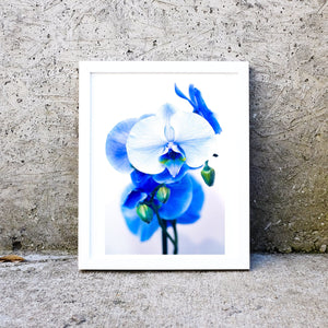 Blue Orchid, set of 3 framed prints - Orchid close up floral art print, minimalist Flower Botanical Print, Orchid nature photography