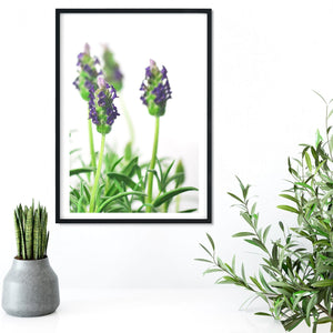 Set of 3 framed lavender print - Lavender photography close up lavender print, minimalist Botanical Print, lavender decor nature photography