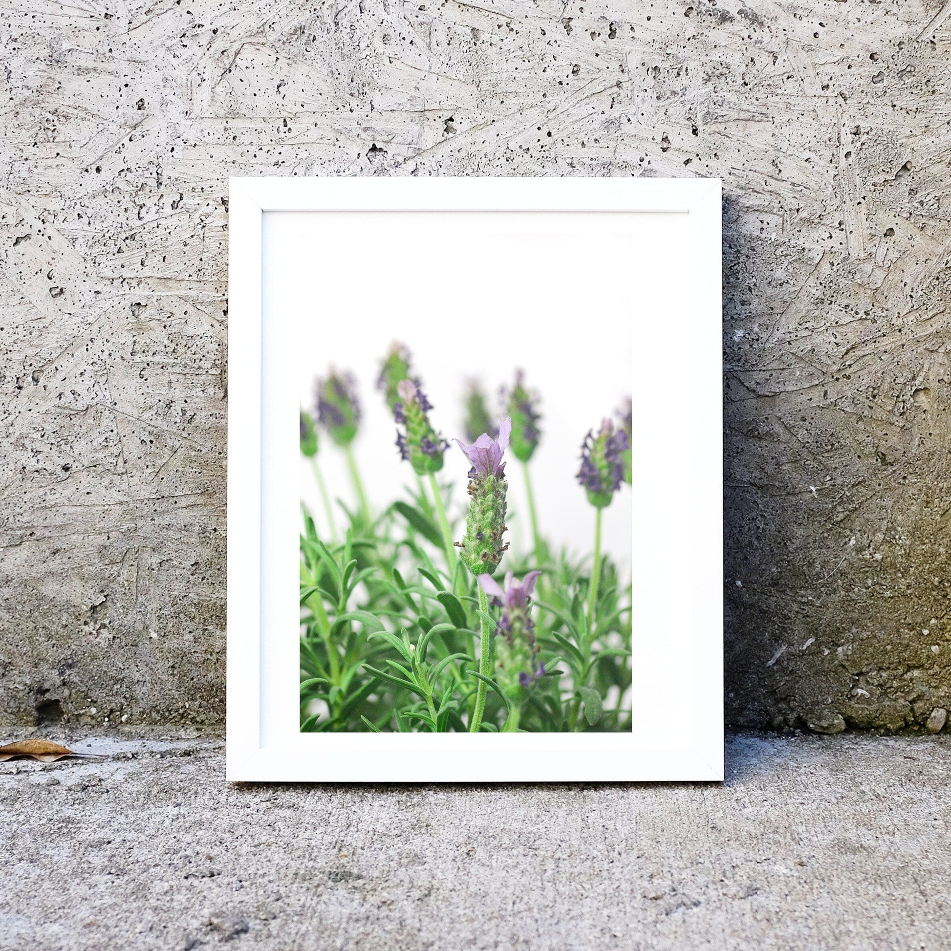 Set of 3 framed Lavender Print, Minimalist Botanical Close up Flower Art rint set