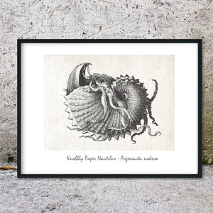 Framed Nautical Antique Shell Art print - Nautilus seashell shell prints