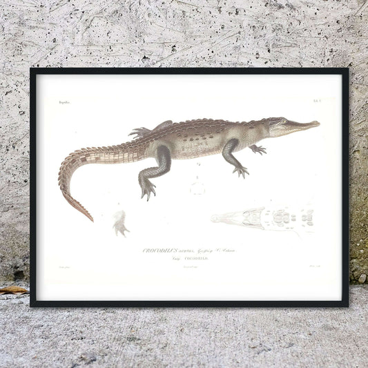 Framed Crocodile print, scientific crocodile drawing print Vintage Animal Prints