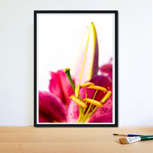Pink lilly photo, framed photography print - Lilly macro Summer flower, minimalist Flower Botanical Print, Tiger lilly nature photography