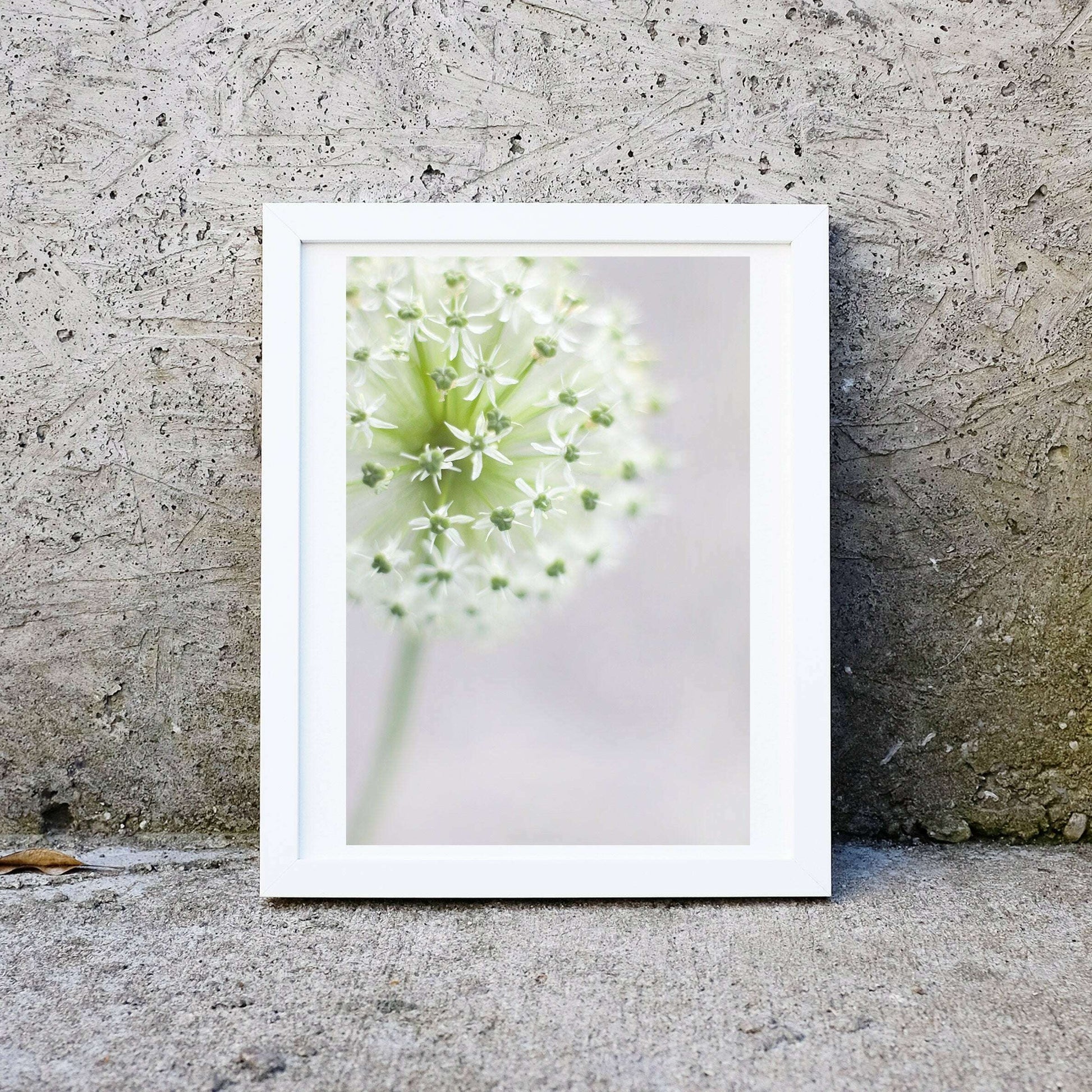 Allium Print, white flower print flower photography, Allium Art Photography Prints
