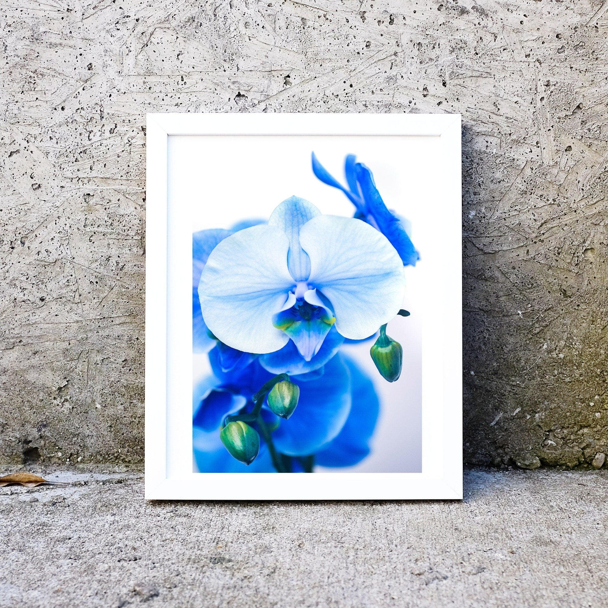 Blue Orchid, set of 3 framed prints Orchid floral art print set Photography Prints