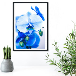 Blue Orchid, set of 3 framed prints - Orchid close up floral art print, minimalist Flower Botanical Print, Orchid nature photography