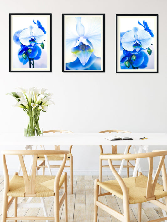 Blue Orchid, set of 3 framed prints Orchid floral art print set Photography Prints