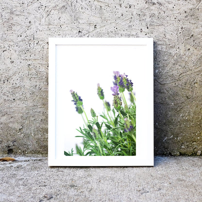 Set of 3 framed Lavender Print, Minimalist Botanical Close up Flower Art rint set