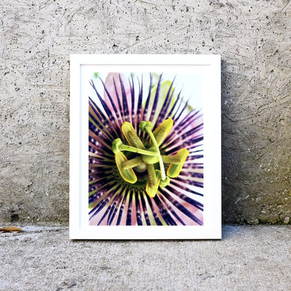 Passionflower Print, Passion flower art exotic flower photography print