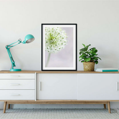 Allium Print, white flower print flower photography, Allium Art Photography Prints