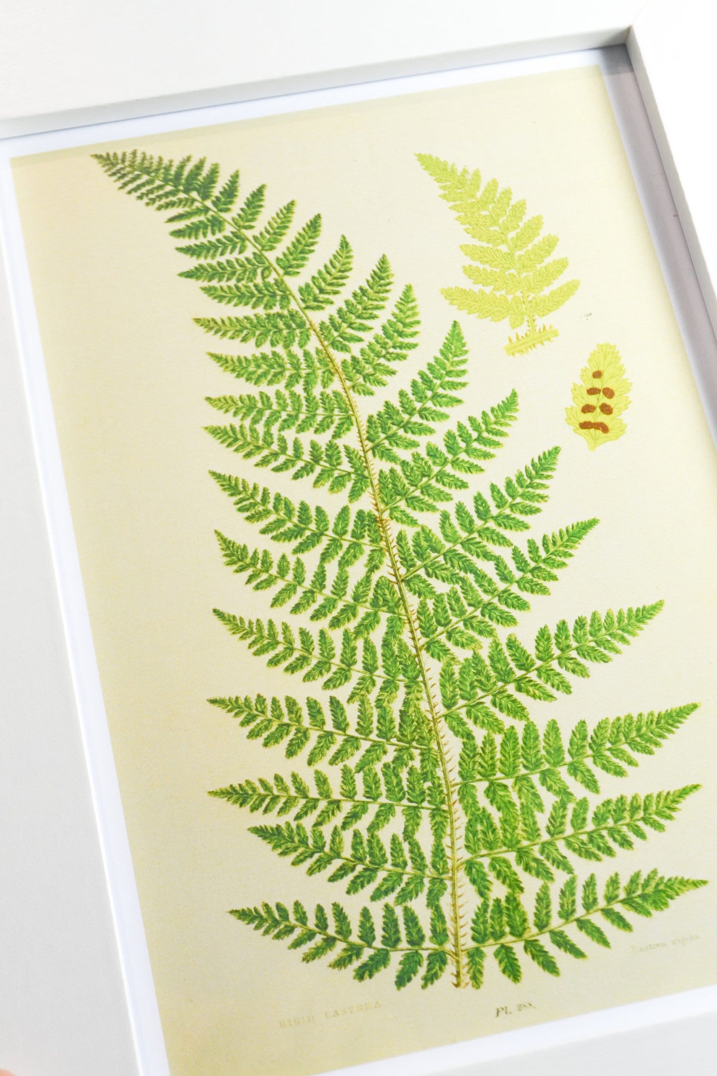 Set of 6 Framed antique Fern Prints, Fern vintage botanical print set botanical prints