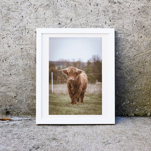 Set of 3 Highland cow framed prints