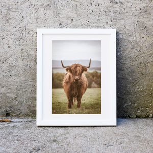 Framed highland cow print, highland cow art, highland cattle print Photography Prints