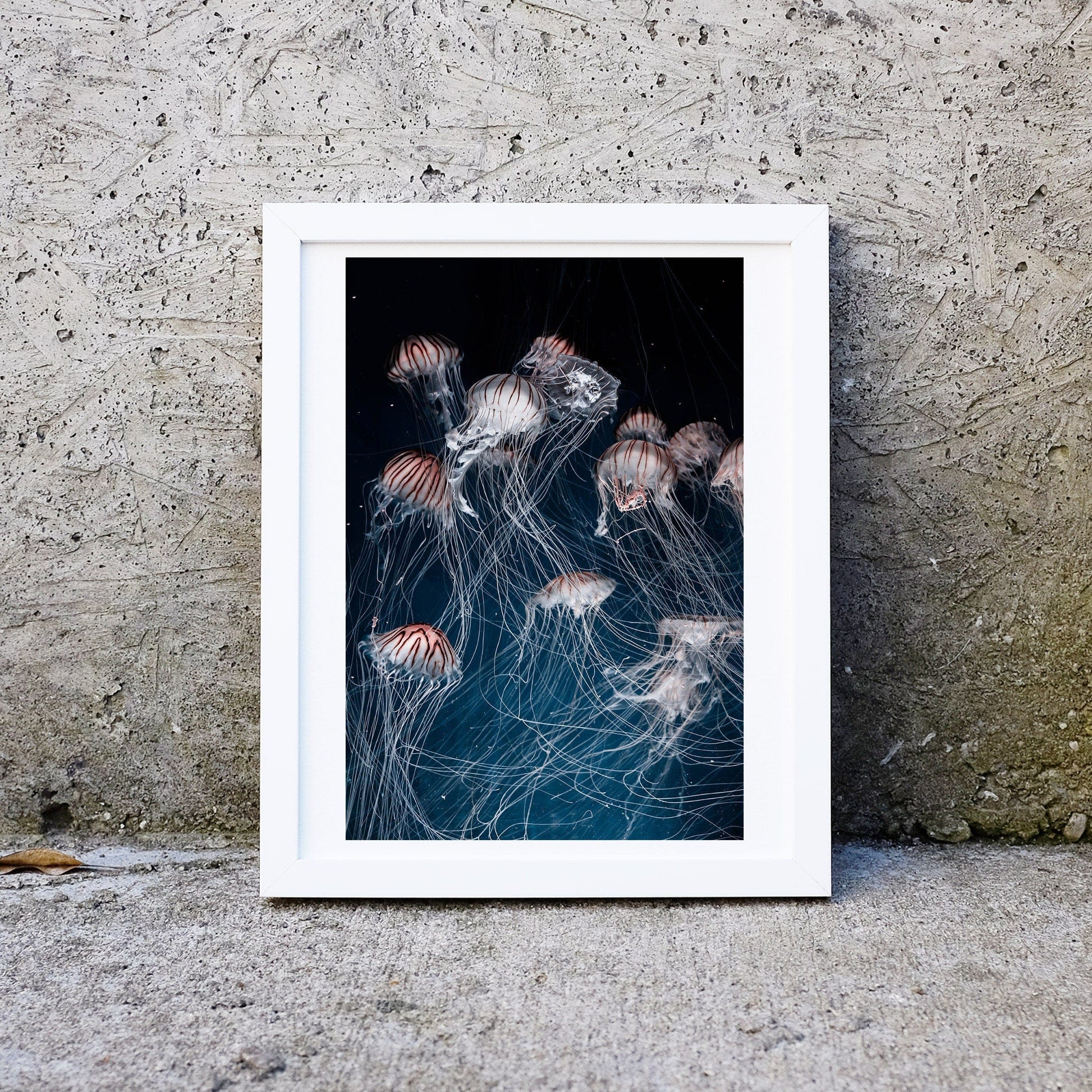 Framed jellyfish print, Jellyfish marine photography print Photography Prints