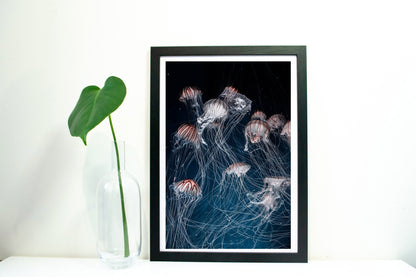 Framed jellyfish print, Jellyfish marine photography print Photography Prints