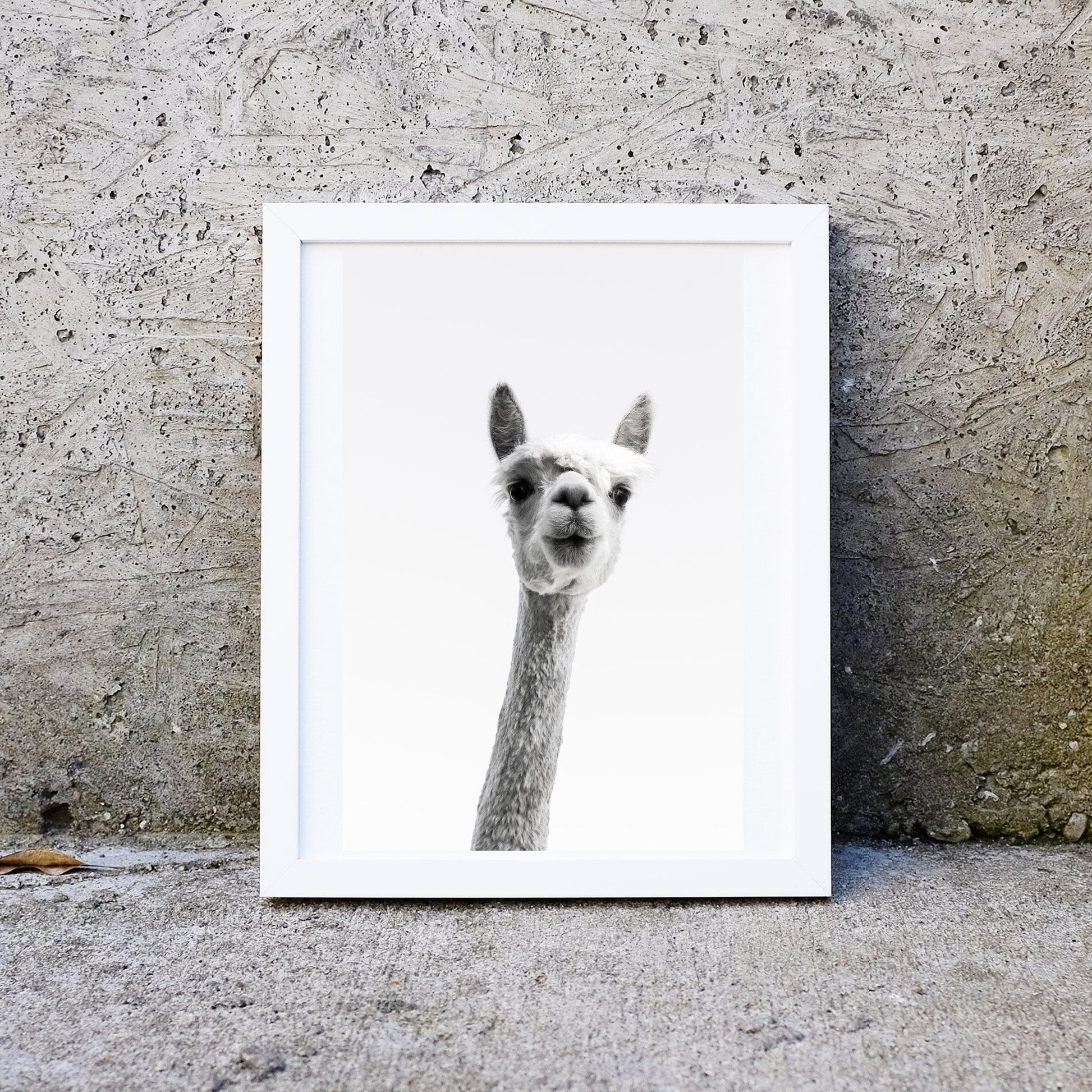 Framed llama print, llama photography wall art, white alpaca print Photography Prints