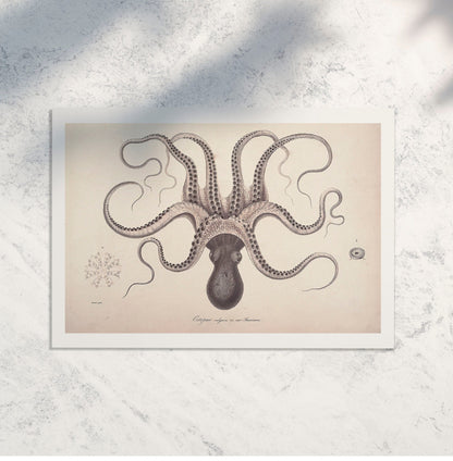 Octopus Vintage scientific print, octopus anatomy scientific print Vintage Animal Prints