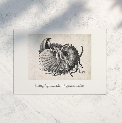 Digital Download Shell Nautilus seashell drawing nautical printable