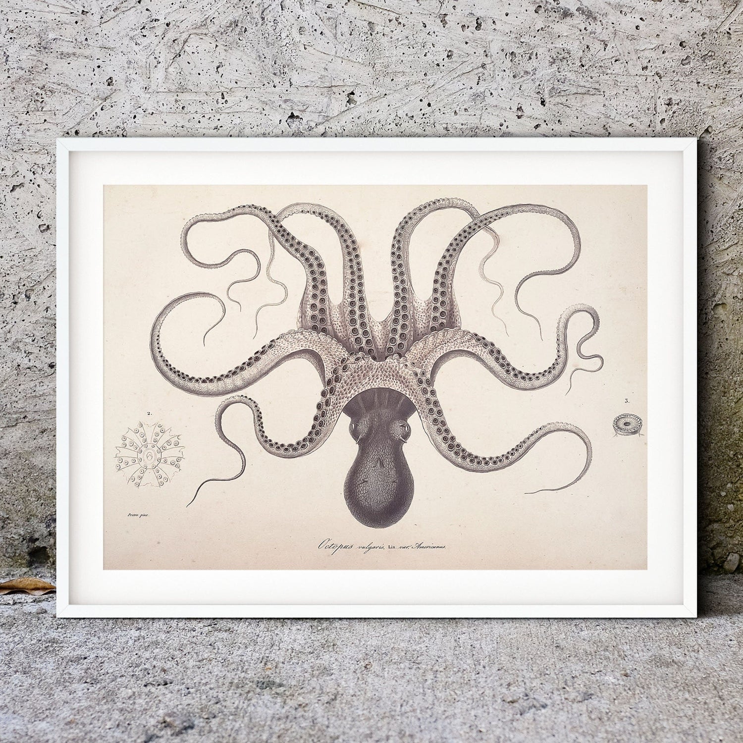 Digital Download Octopus, Vintage Octopus anatomy Printable