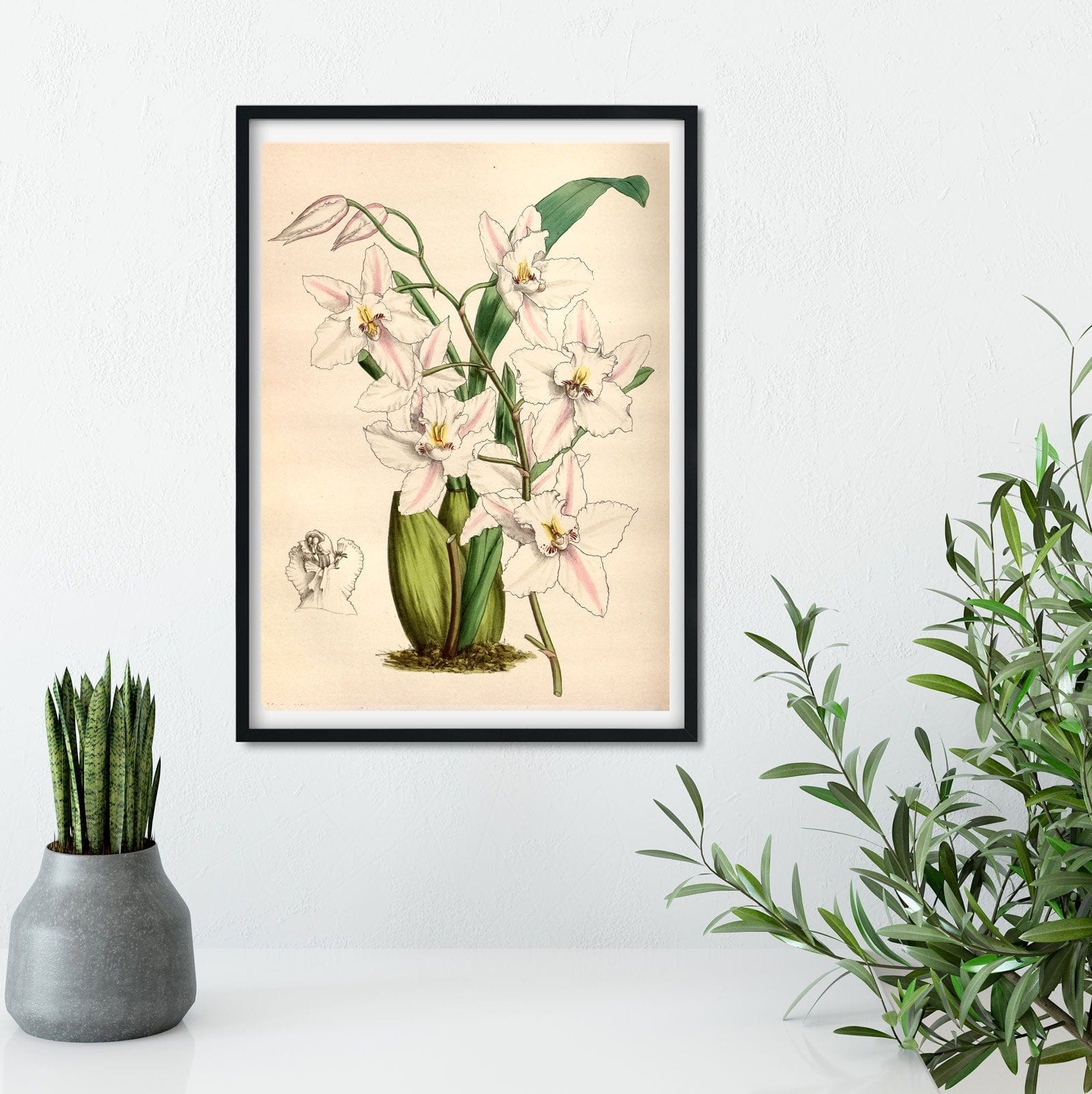Digital Download White Orchid wall art Botanical Printable
