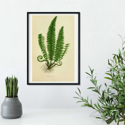 Fern Wall Art, botanical fern art print of green fern 6 of 6 botanical print