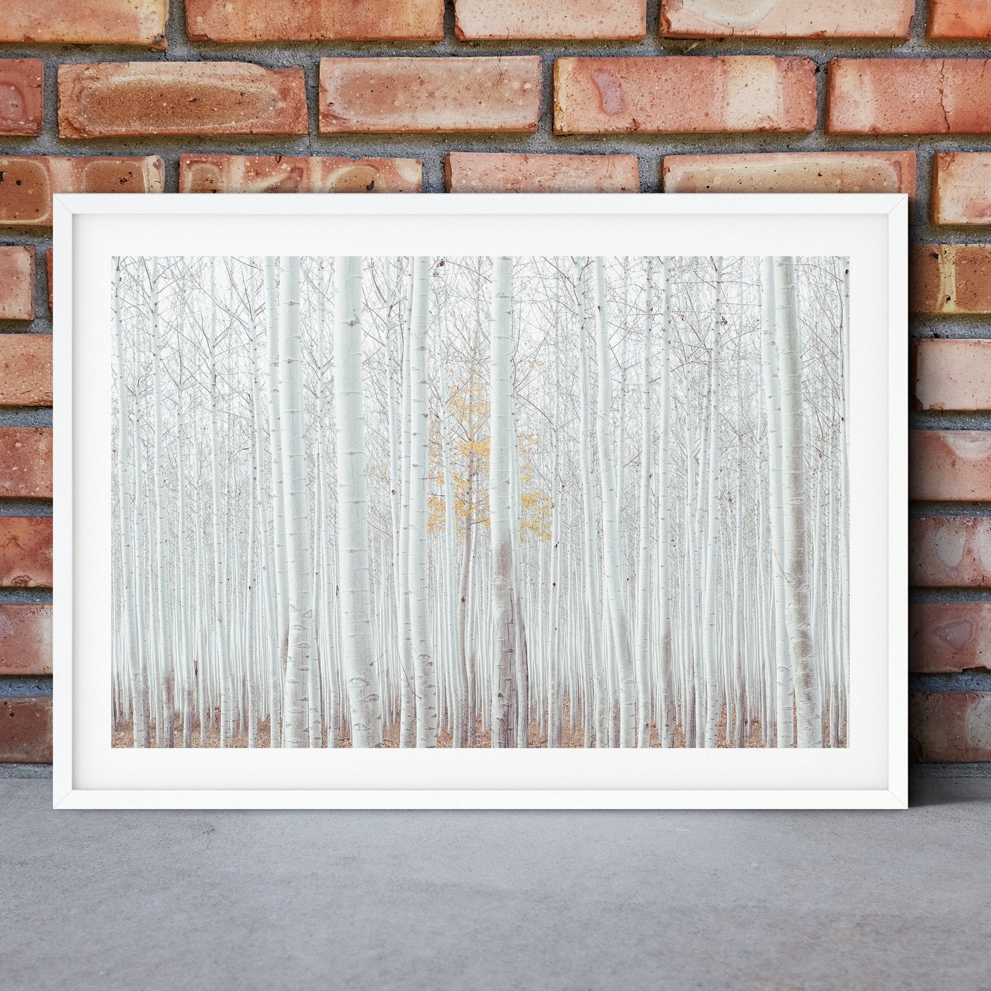 Framed White Birch trees print, birch photo abstract landscape print, minimalist landscape nature photography print, birch forest art