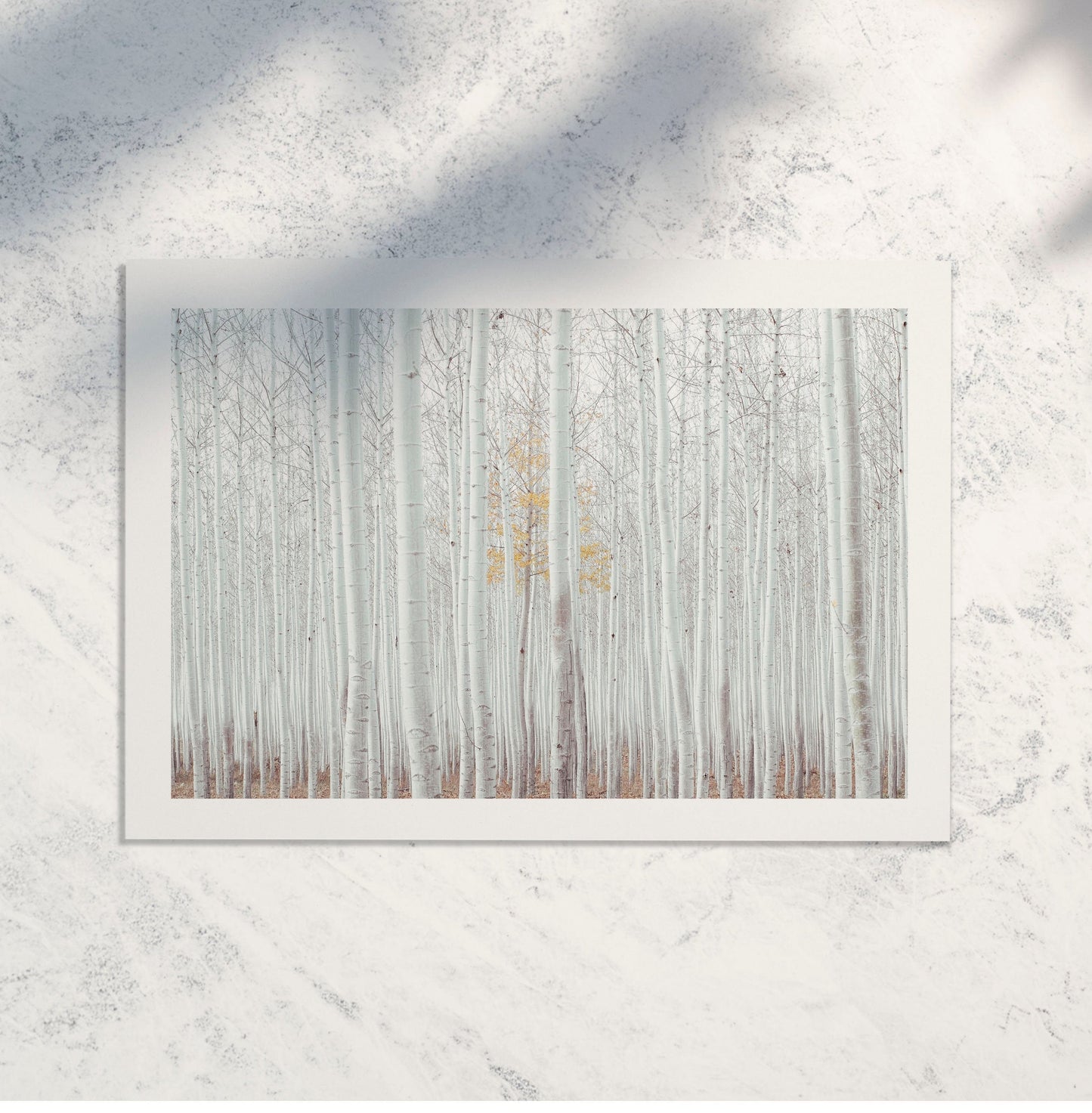 Framed White Birch trees print, birch photo abstract landscape print, minimalist landscape nature photography print, birch forest art