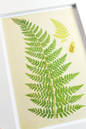 Framed Green Fern Print, vintage fern botanical leaf prints 4 of 6 botanical prints botanical print