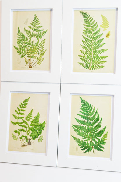 Framed antique botanical fern print, green fern vintage botanical art 1 of 6 botanical print