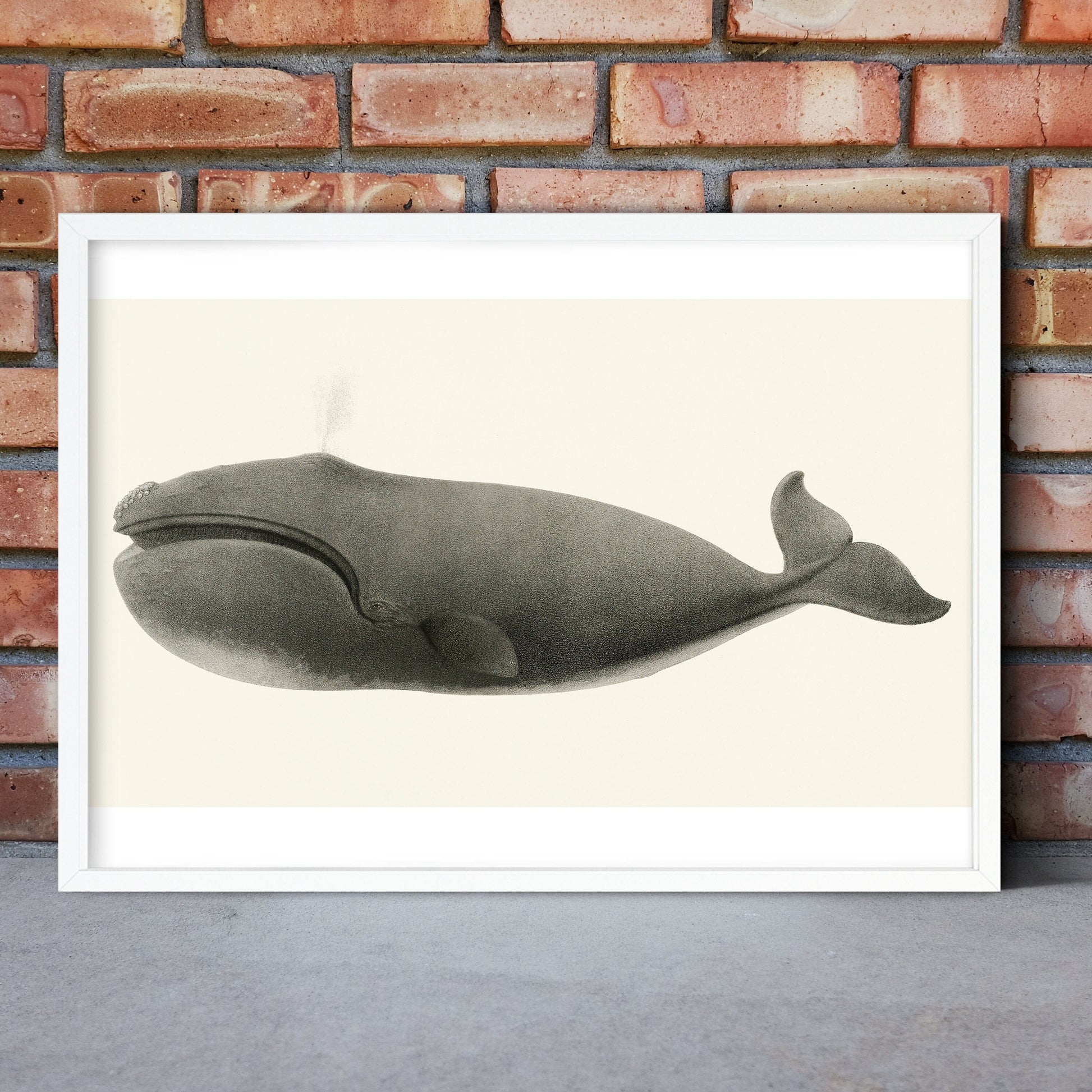 Framed Print, Vintage Whale Print, Scientific biology Whale Wall Art, marine animal ocean art, nautical art Vintage Animal Prints