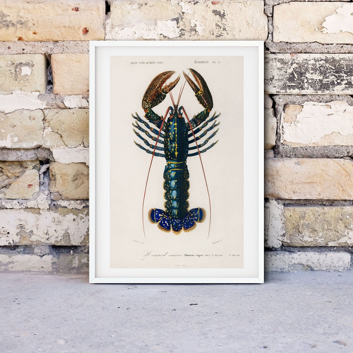 Framed Lobster Print, Vintage lobster poster Vintage Animal Prints