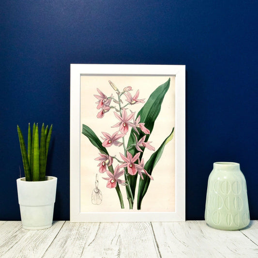 Digital Download Pink Orchid wall art Botanical Printable